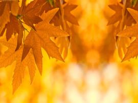 Autumn Leaves Picture Backgrounds