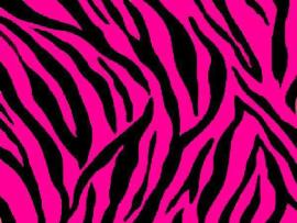 Zebra PPT Backgrounds - Download free Zebra Powerpoint Templates
