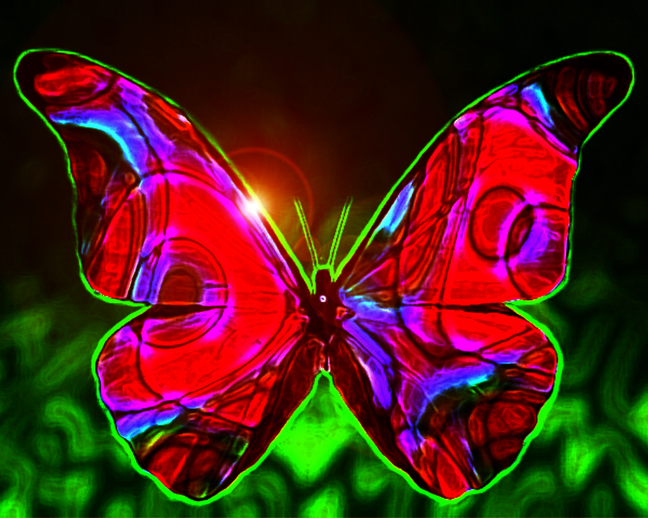 most beautiful butterflies in the world animated