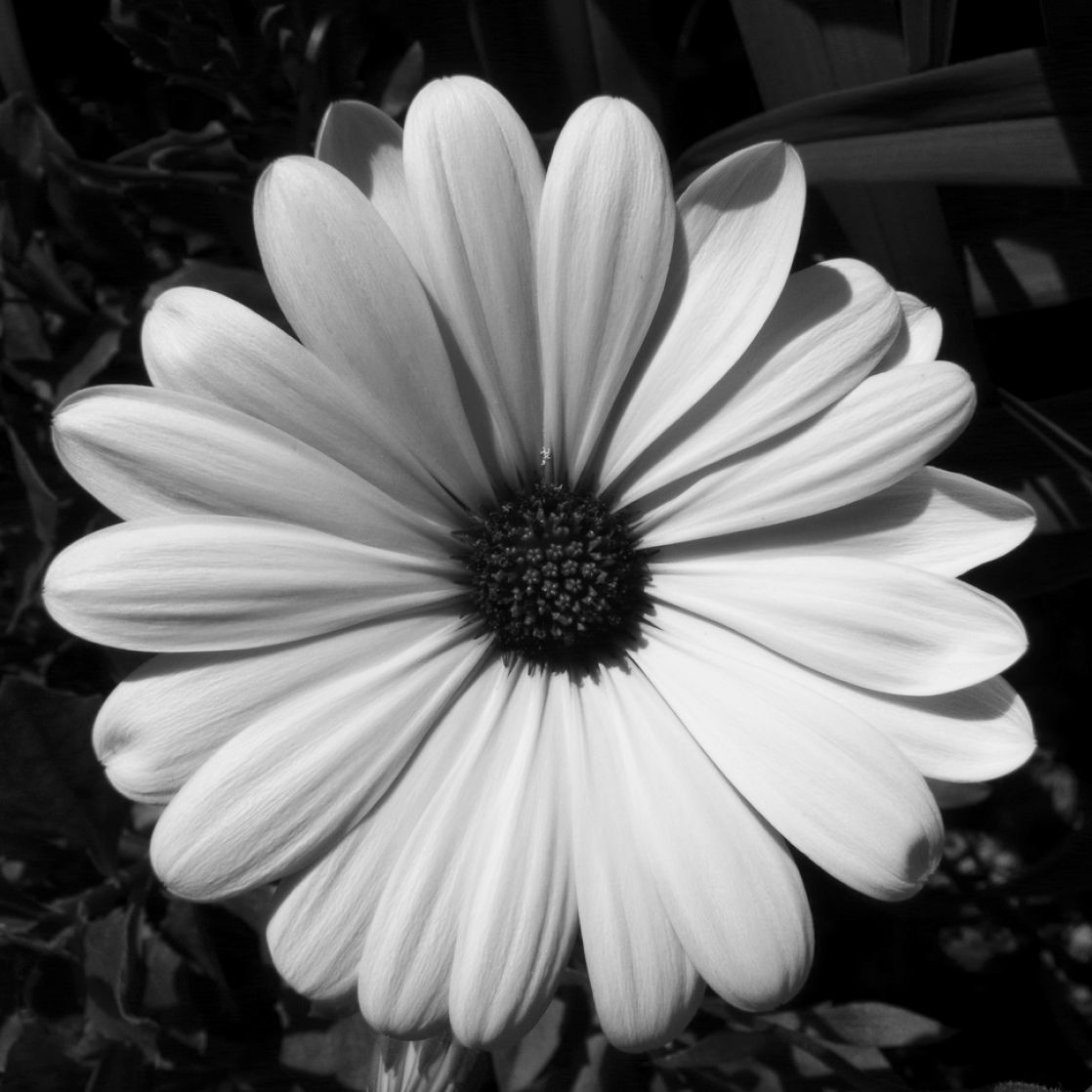 Black and White Photography Flowers Image Picture Backgrounds for ...