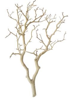 Branches Quality Backgrounds for Powerpoint Templates - PPT Backgrounds