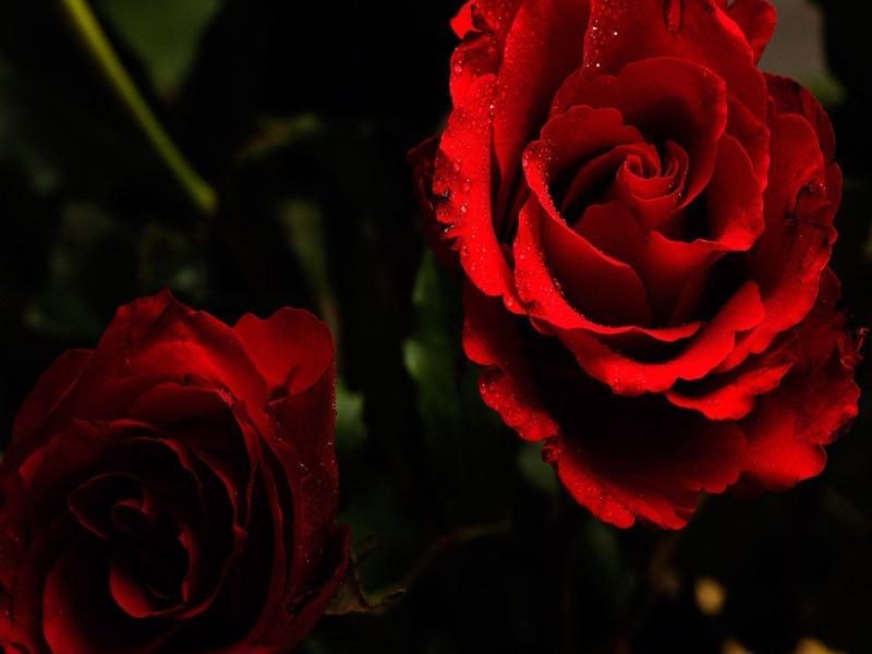 Dark Roses Picture Backgrounds for Powerpoint Templates - PPT Backgrounds