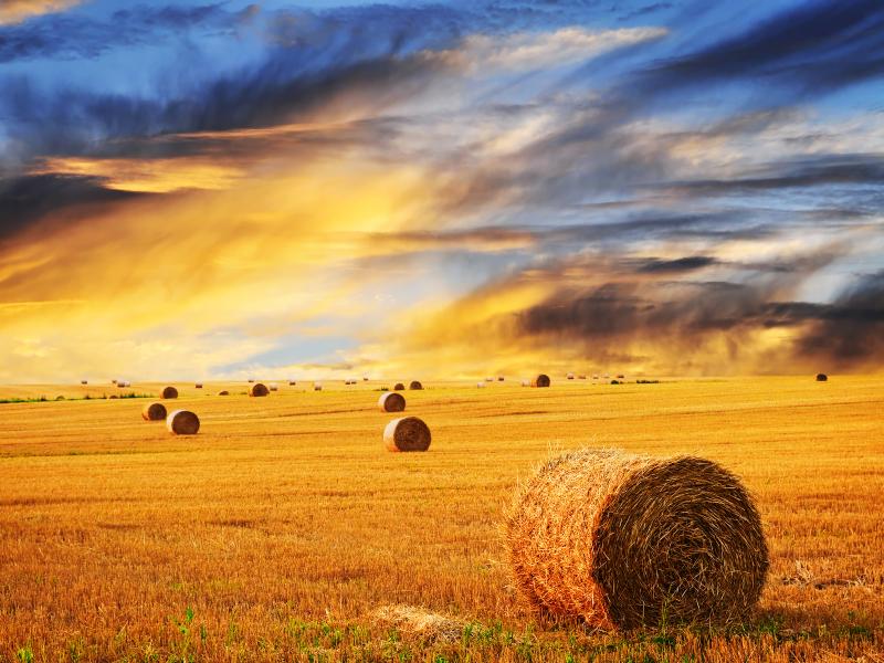 Farm Skyline Wheat Photo Backgrounds
