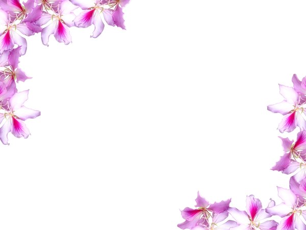 Floral Border With Flowers Backgrounds for Powerpoint Templates PPT Backgrounds