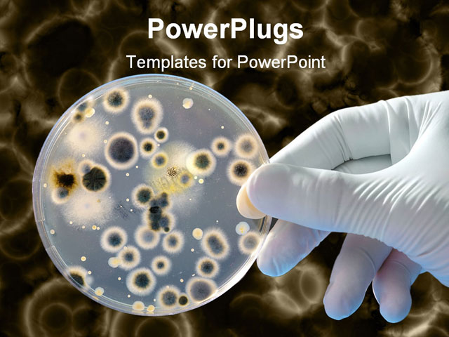 powerplugs transitions for powerpoint