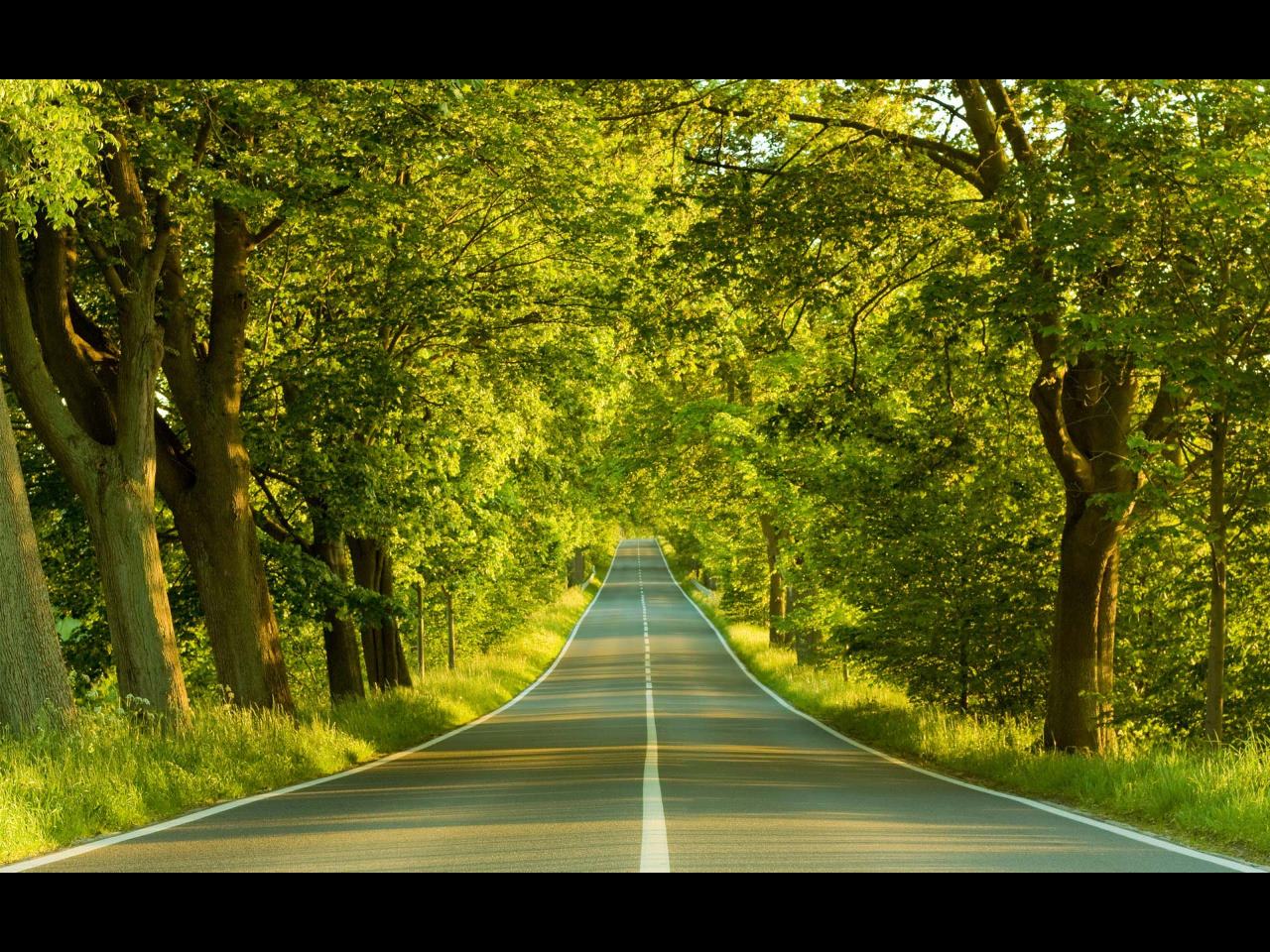 Forest Road Download Backgrounds For Powerpoint Templates Ppt Backgrounds