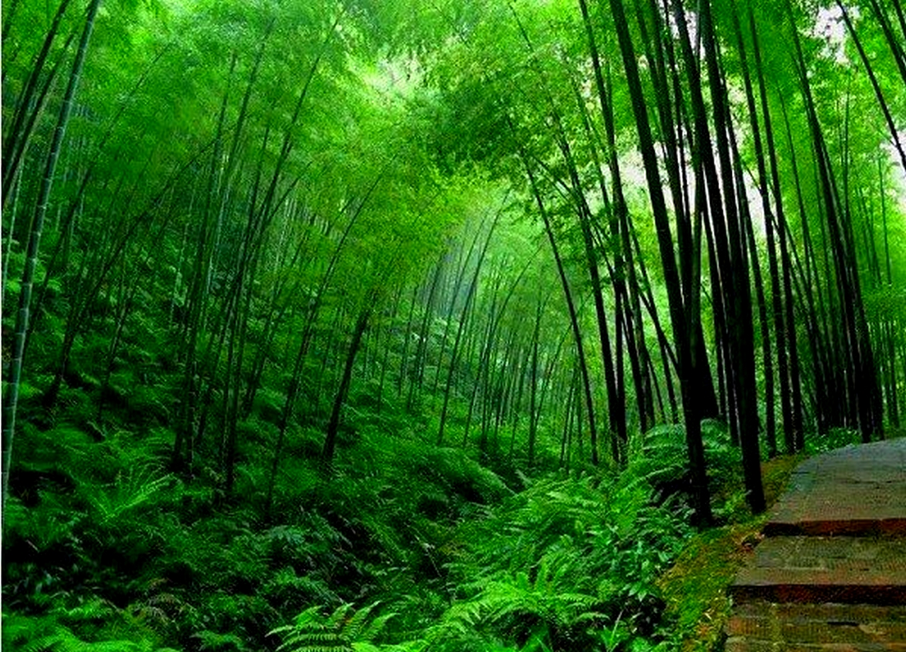 Бамбуковая роща в Китае