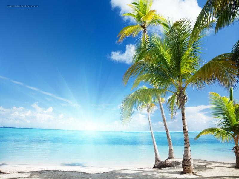 Palm Tree Hd Download Backgrounds for Powerpoint Templates - PPT ...