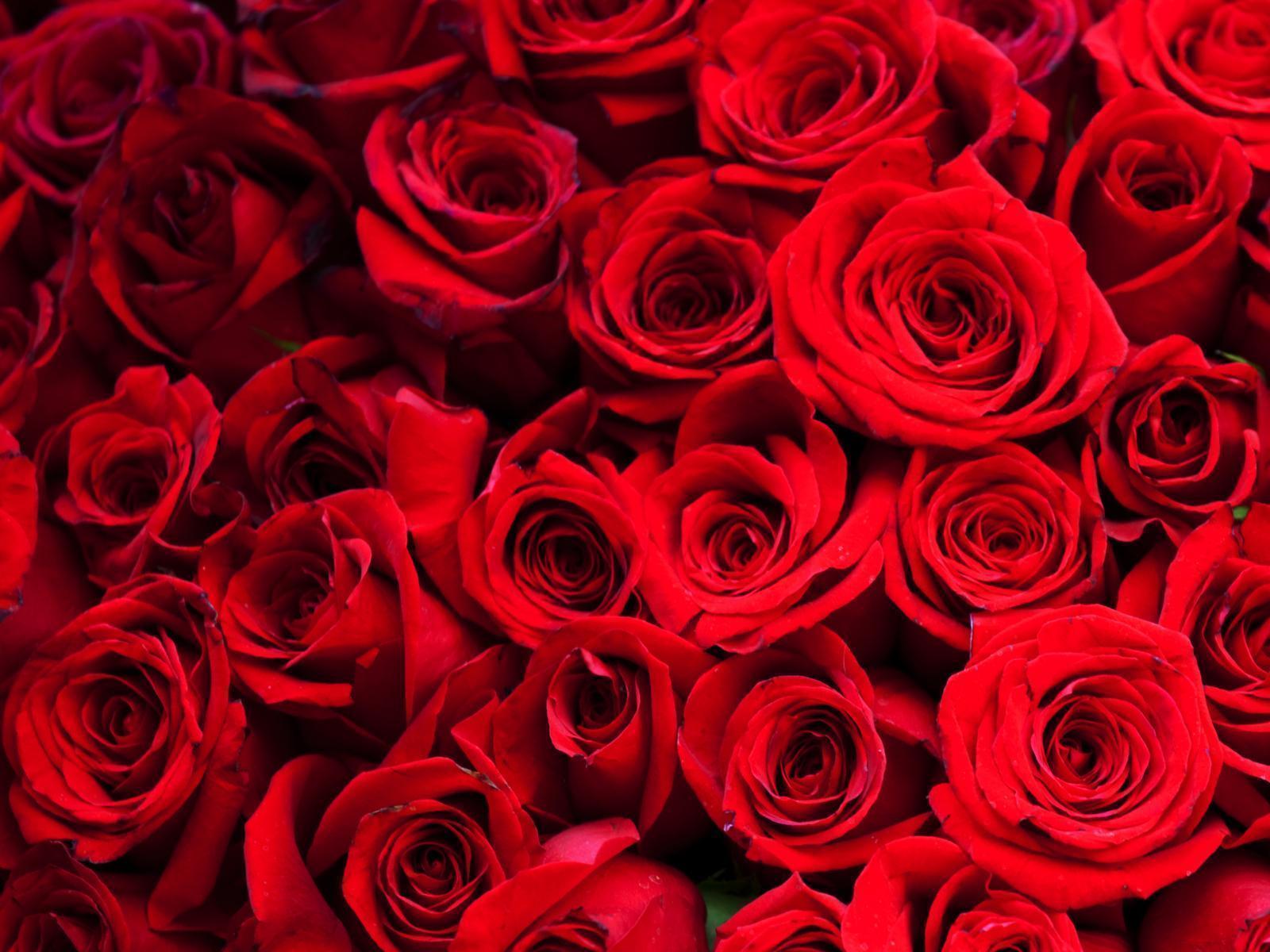 red-roses-quality-backgrounds-for-powerpoint-templates-ppt-backgrounds